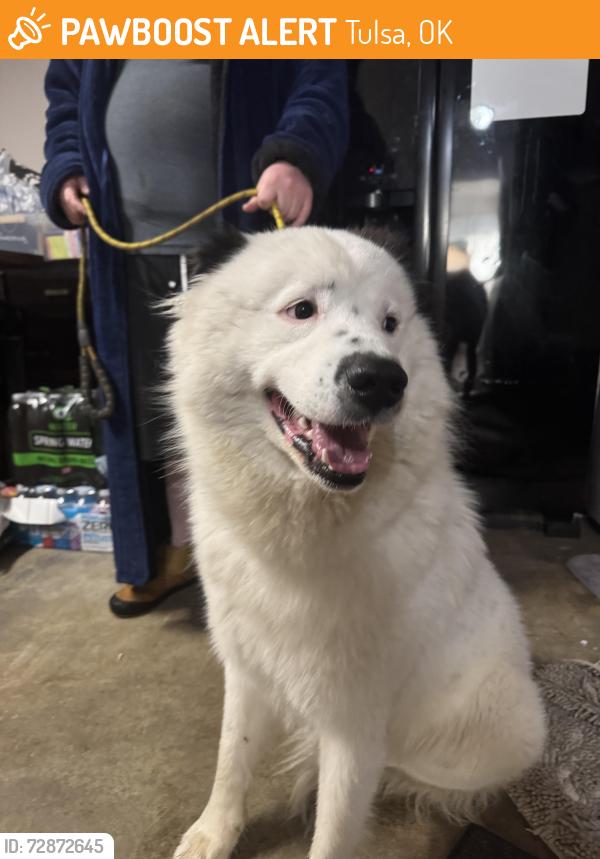 Found/Stray Male Dog last seen 51st and Lewis, Tulsa, OK 74105