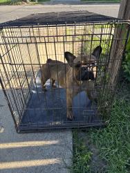 Found/Stray Unknown Dog last seen Christus hosp, Tyler, TX 75702
