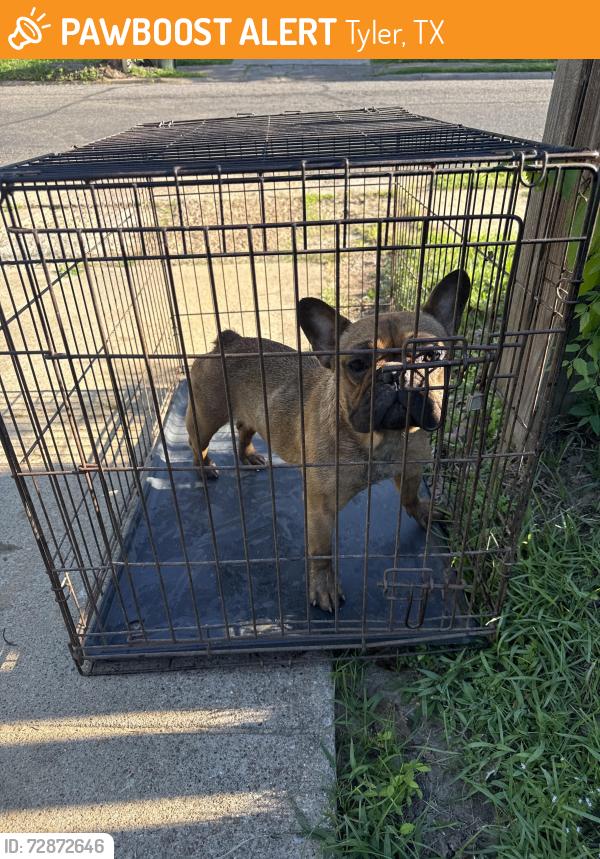 Found/Stray Unknown Dog last seen Christus hosp, Tyler, TX 75702