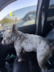 Found/Stray Male Dog last seen Mantle midland tx, Midland, TX 79706