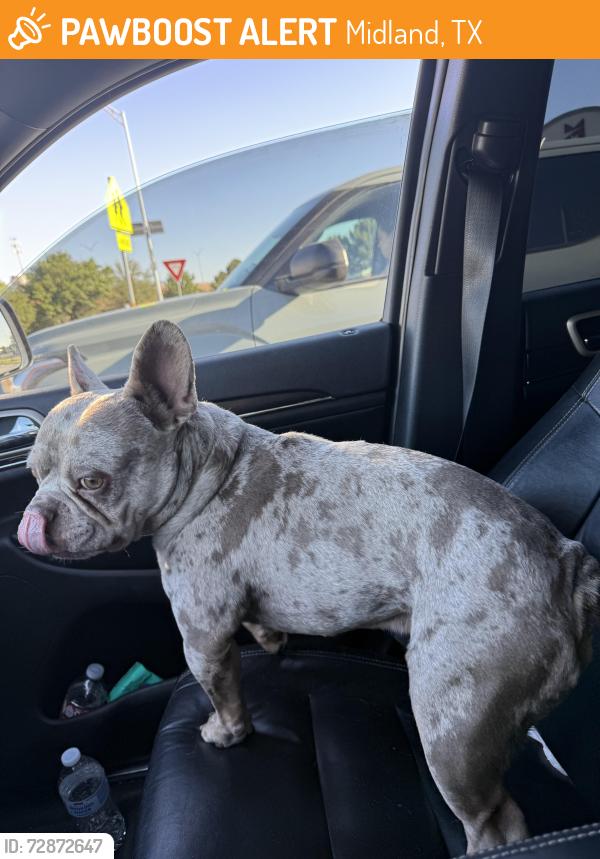 Found/Stray Male Dog last seen Mantle midland tx, Midland, TX 79706