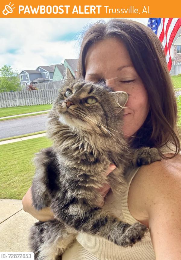 Found/Stray Female Cat last seen Near Caldwell — Stockton Subdivision Trussville AL , Trussville, AL 35173