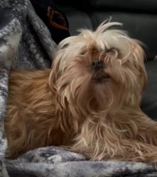 Lost Female Dog last seen Neighborhood of Cramer Hill, NJ around 20th St area initially , Camden, NJ 08105