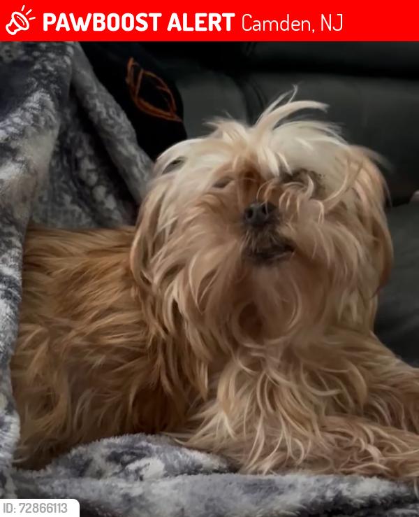 Lost Female Dog last seen Neighborhood of Cramer Hill, NJ around 20th St area initially , Camden, NJ 08105