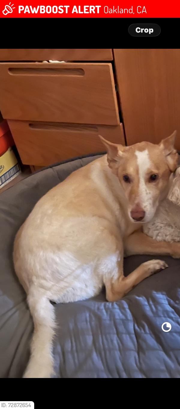 Lost Female Dog last seen Keller ave, Oakland, CA 94605