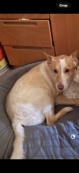 Lost Female Dog last seen Keller ave, Oakland, CA 94605
