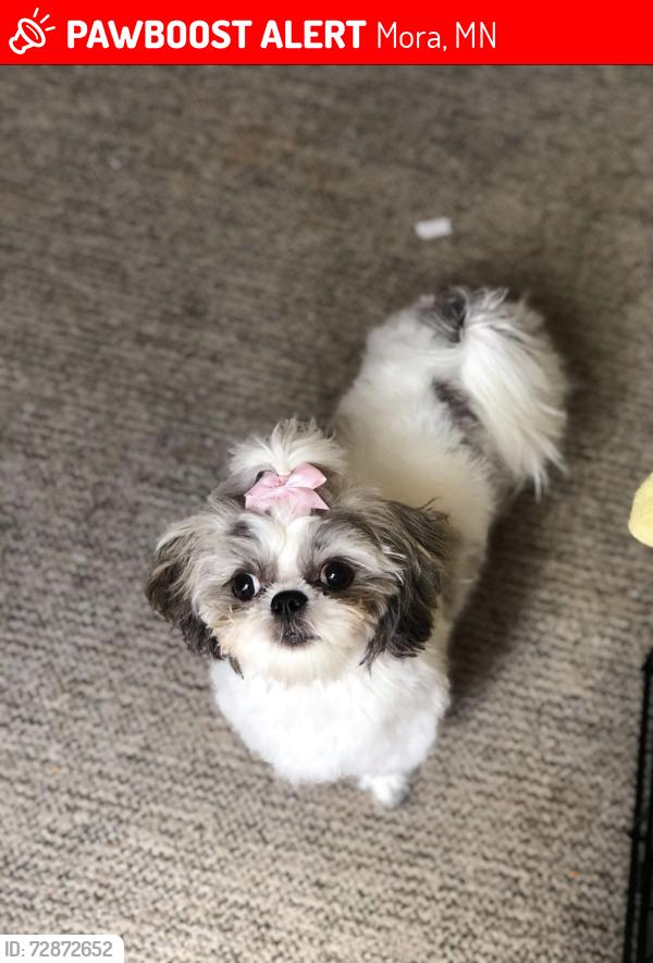 Lost Female Dog last seen 195th and Falcon Street, Mora, MN 55051