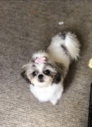 Lost Female Dog last seen 195th and Falcon Street, Mora, MN 55051