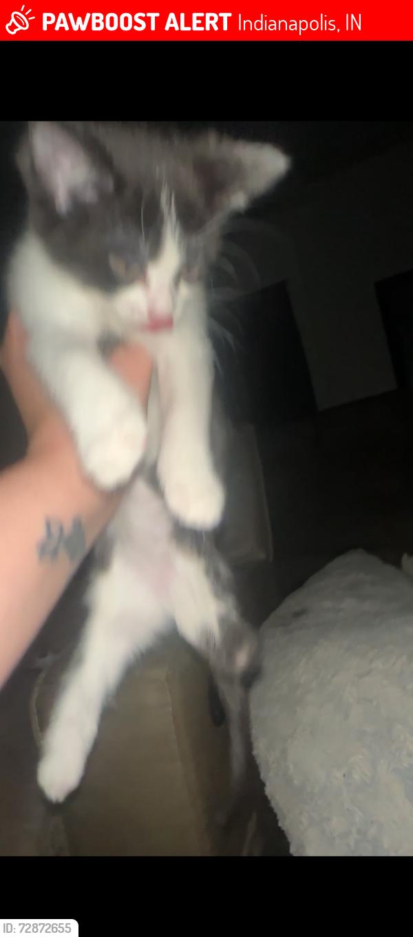 Lost Female Cat last seen Thompson and Ingleside, Indianapolis, IN 46227