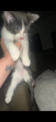 Lost Female Cat last seen Thompson and Ingleside, Indianapolis, IN 46227