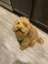 Lost Male Dog last seen Taken / stolen from between Kinney & Shepard Road, Atascosa, TX 78002
