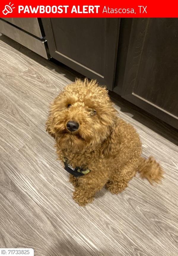 Lost Male Dog last seen Taken / stolen from between Kinney & Shepard Road, Atascosa, TX 78002
