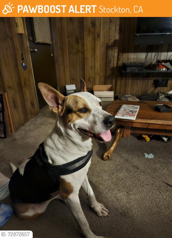Found/Stray Male Dog last seen Near the park by Pixie Woods, Stockton, CA 95203
