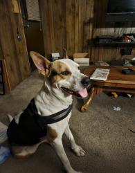 Found/Stray Male Dog last seen Near the park by Pixie Woods, Stockton, CA 95203