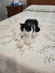 Lost Male Cat last seen Rosebud Drive, Slater, IA 50244