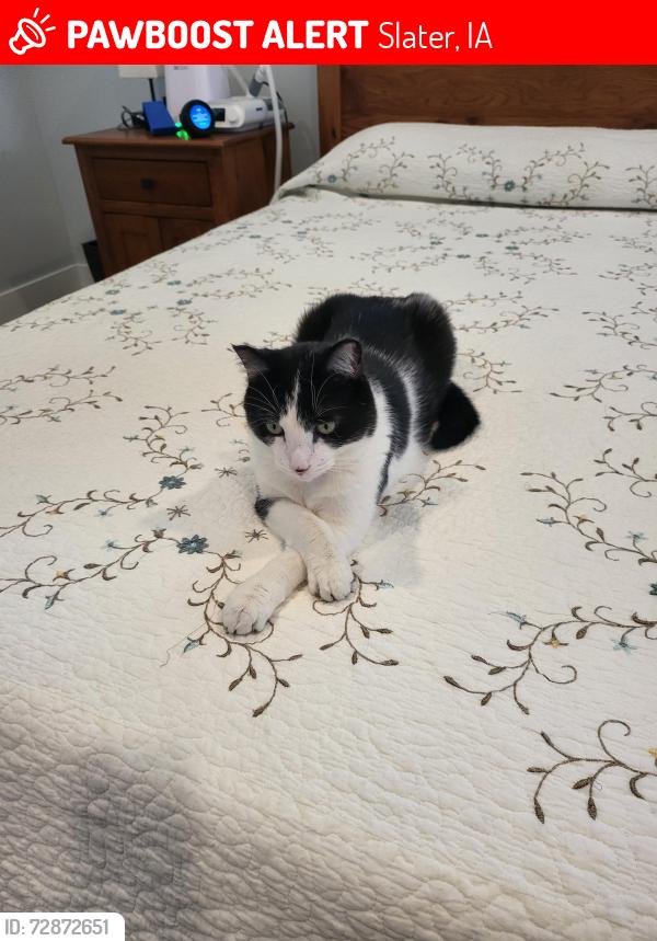 Lost Male Cat last seen Rosebud Drive, Slater, IA 50244