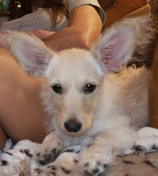 Lost Female Dog last seen McCullough and Park Ave, San Antonio, TX 78212