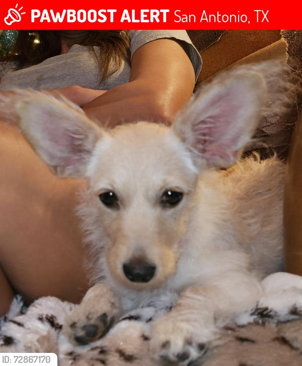 Lost Female Dog last seen McCullough and Park Ave, San Antonio, TX 78212