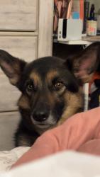 Lost Male Dog last seen Waffle hse on independence , Oklahoma City, OK 73119