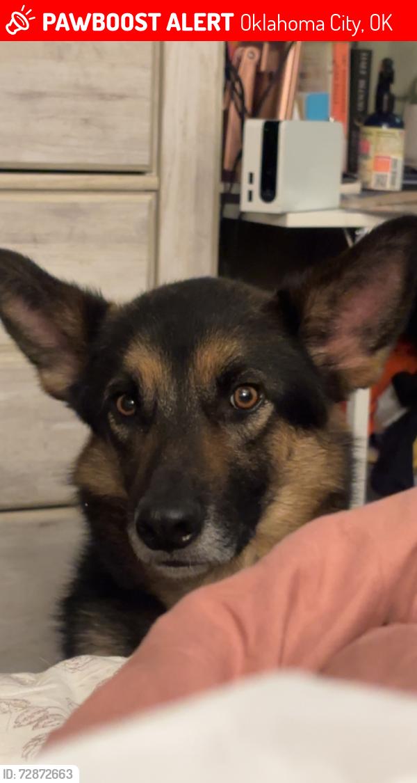 Lost Male Dog last seen Waffle hse on independence , Oklahoma City, OK 73119
