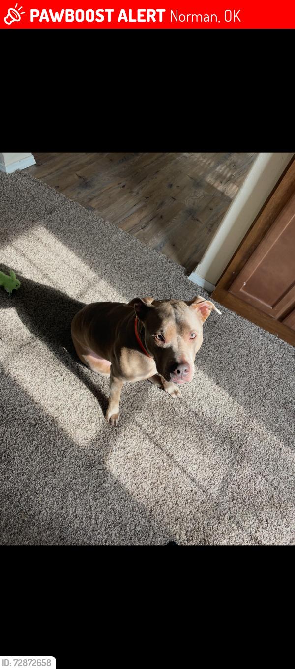 Lost Female Dog last seen 180th ave SE & E Cedar Lane Rd, Norman, OK 73026