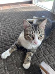 Found/Stray Unknown Cat last seen East Maple Road & Coolidge Hwy, Birmingham, MI 48009