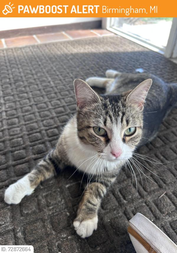 Found/Stray Unknown Cat last seen East Maple Road & Coolidge Hwy, Birmingham, MI 48009