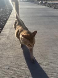 Found/Stray Unknown Cat last seen Paradise hills and horizon ridge , Henderson, NV 89002