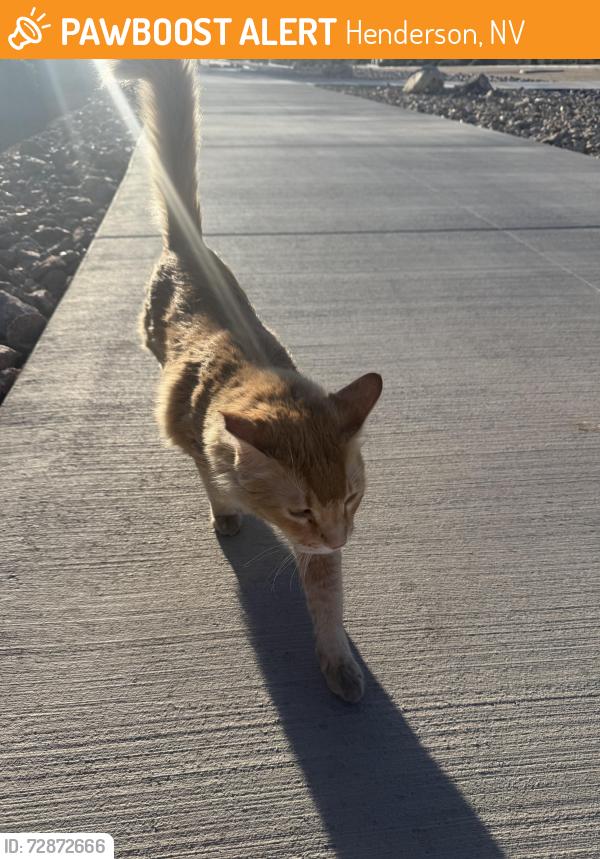 Found/Stray Unknown Cat last seen Paradise hills and horizon ridge , Henderson, NV 89002