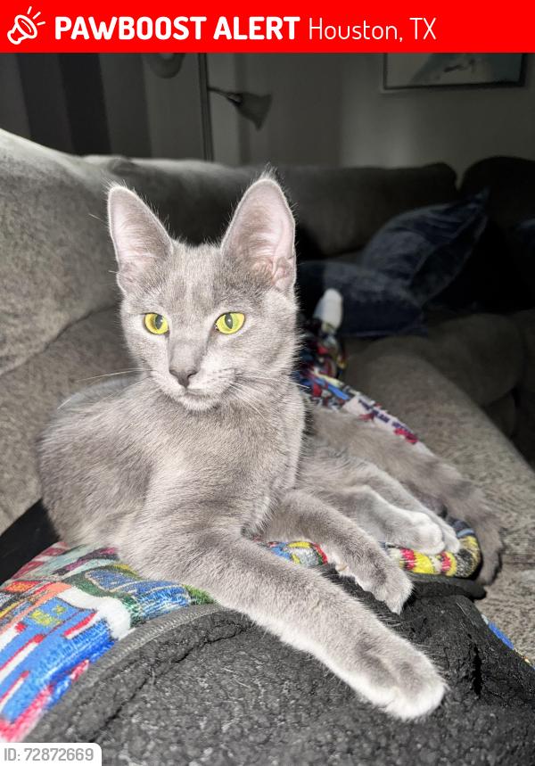 Lost Female Cat last seen Brookdale, Houston, TX 77339