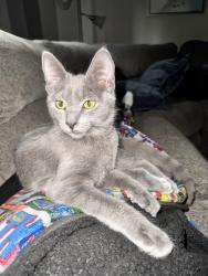 Lost Female Cat last seen Brookdale, Houston, TX 77339