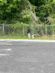 Found/Stray Unknown Dog last seen Norcross Elementary near born street , Norcross, GA 30071