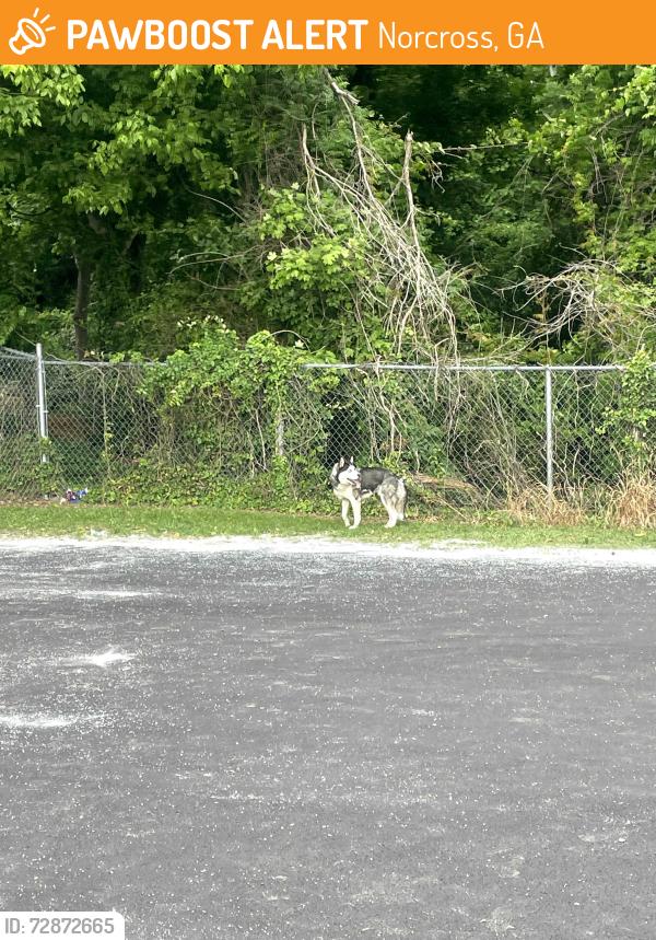 Found/Stray Unknown Dog last seen Norcross Elementary near born street , Norcross, GA 30071