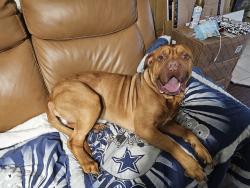 Found/Stray Male Dog last seen Pass Rd and Jim Money Rd, Biloxi, MS 39531