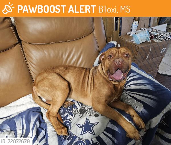 Found/Stray Male Dog last seen Pass Rd and Jim Money Rd, Biloxi, MS 39531
