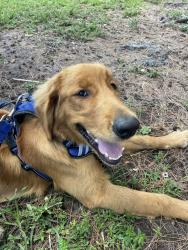 Lost Female Dog last seen Miami, Miami, FL 33131