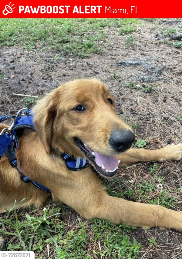 Lost Female Dog last seen Miami, Miami, FL 33131