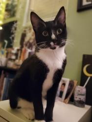 Lost Male Cat last seen Chesterfield circle, San Marcos, CA 92069