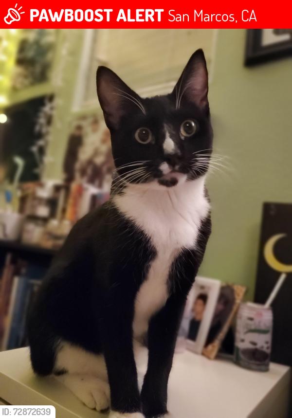 Lost Male Cat last seen Chesterfield circle, San Marcos, CA 92069