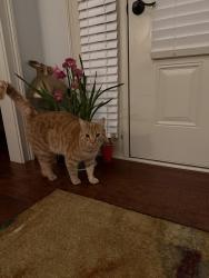 Lost Male Cat last seen Bradford st, Gainesville, GA 30501