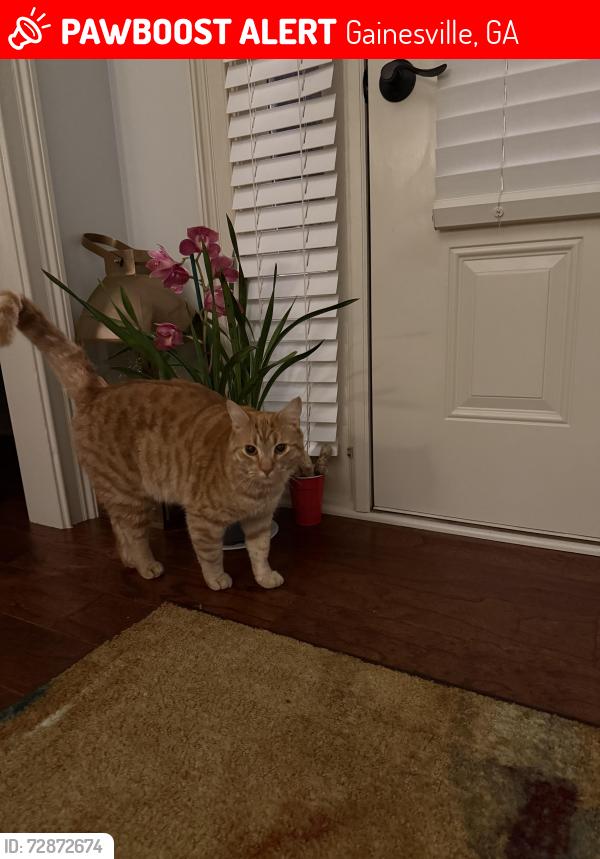 Lost Male Cat last seen Bradford st, Gainesville, GA 30501