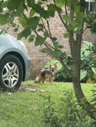 Found/Stray Unknown Dog last seen Snow Rd & Tanner Williams Rd. Will not let me catch it. I have followed around and tried to offer food and treats. Darting in and out of traffic and yards. Went behind circle k on the corner at 8:55 am, Mobile, AL 36608