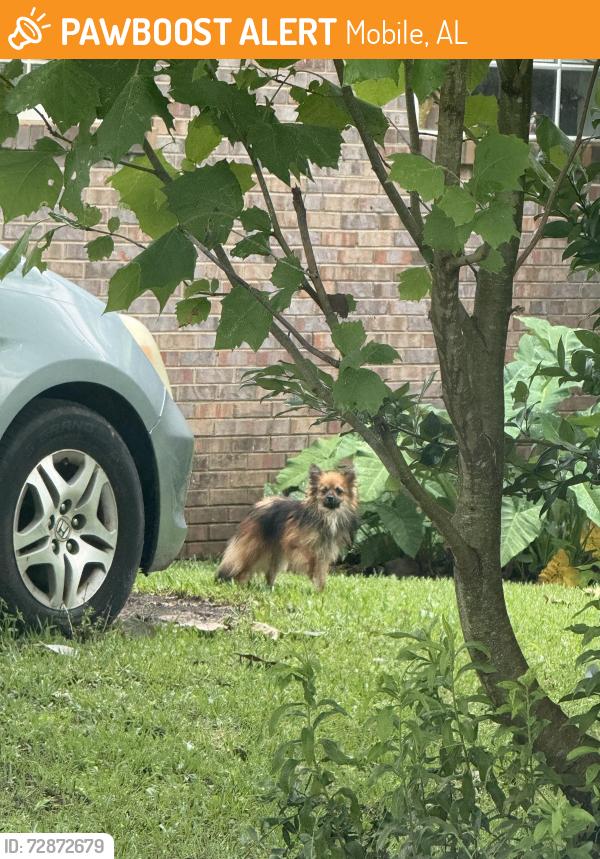 Found/Stray Unknown Dog last seen Snow Rd & Tanner Williams Rd. Will not let me catch it. I have followed around and tried to offer food and treats. Darting in and out of traffic and yards. Went behind circle k on the corner at 8:55 am, Mobile, AL 36608