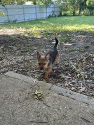 Found/Stray Male Dog last seen Camp Bowie and Clover , Fort Worth, TX 76107