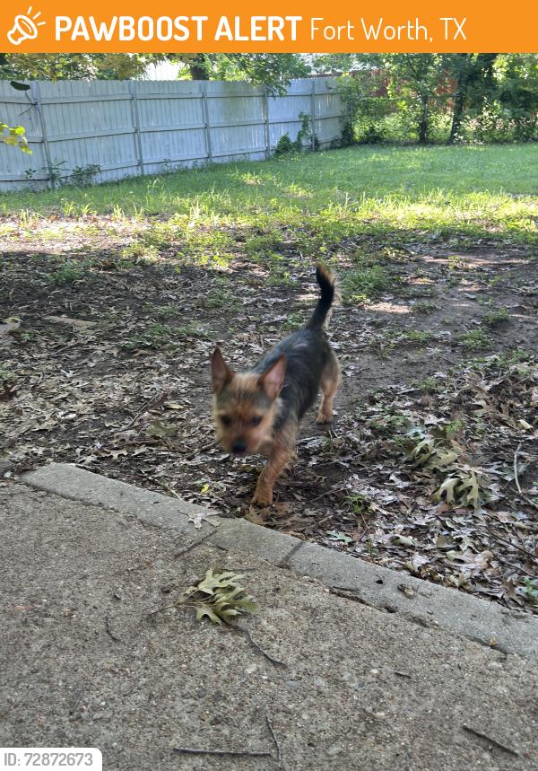 Found/Stray Male Dog last seen Camp Bowie and Clover , Fort Worth, TX 76107