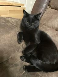 Reunited Male Cat last seen Air port road , Ormond Beach, FL 32174