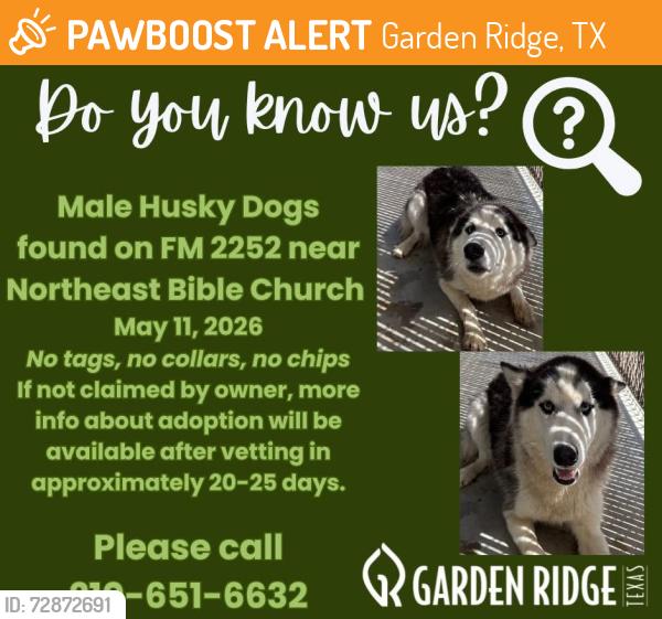 Found/Stray Male Dog last seen Found in Northeast Bible Church parking lot, Garden Ridge, TX 78266