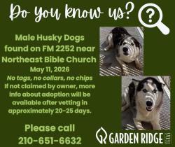Found/Stray Male Dog last seen Found in Northeast Bible Church parking lot, Garden Ridge, TX 78266