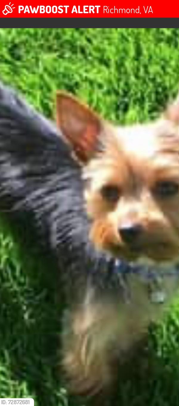 Lost Male Dog last seen Nine mile rd , laburnum , Richmond, VA 23223