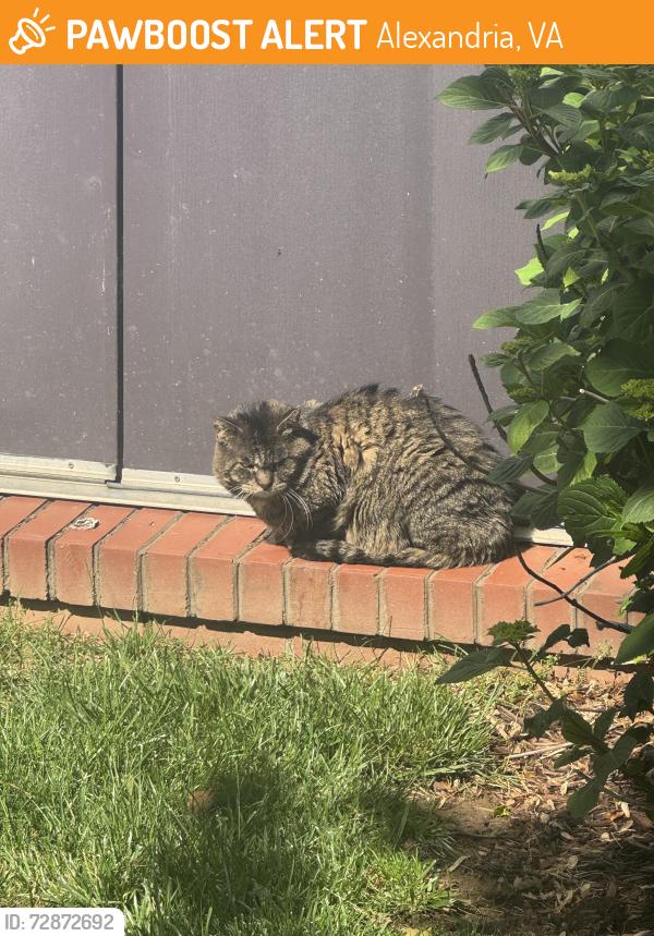 Found/Stray Unknown Cat last seen E Howell ave and Main line Bvld , Alexandria, VA 22301